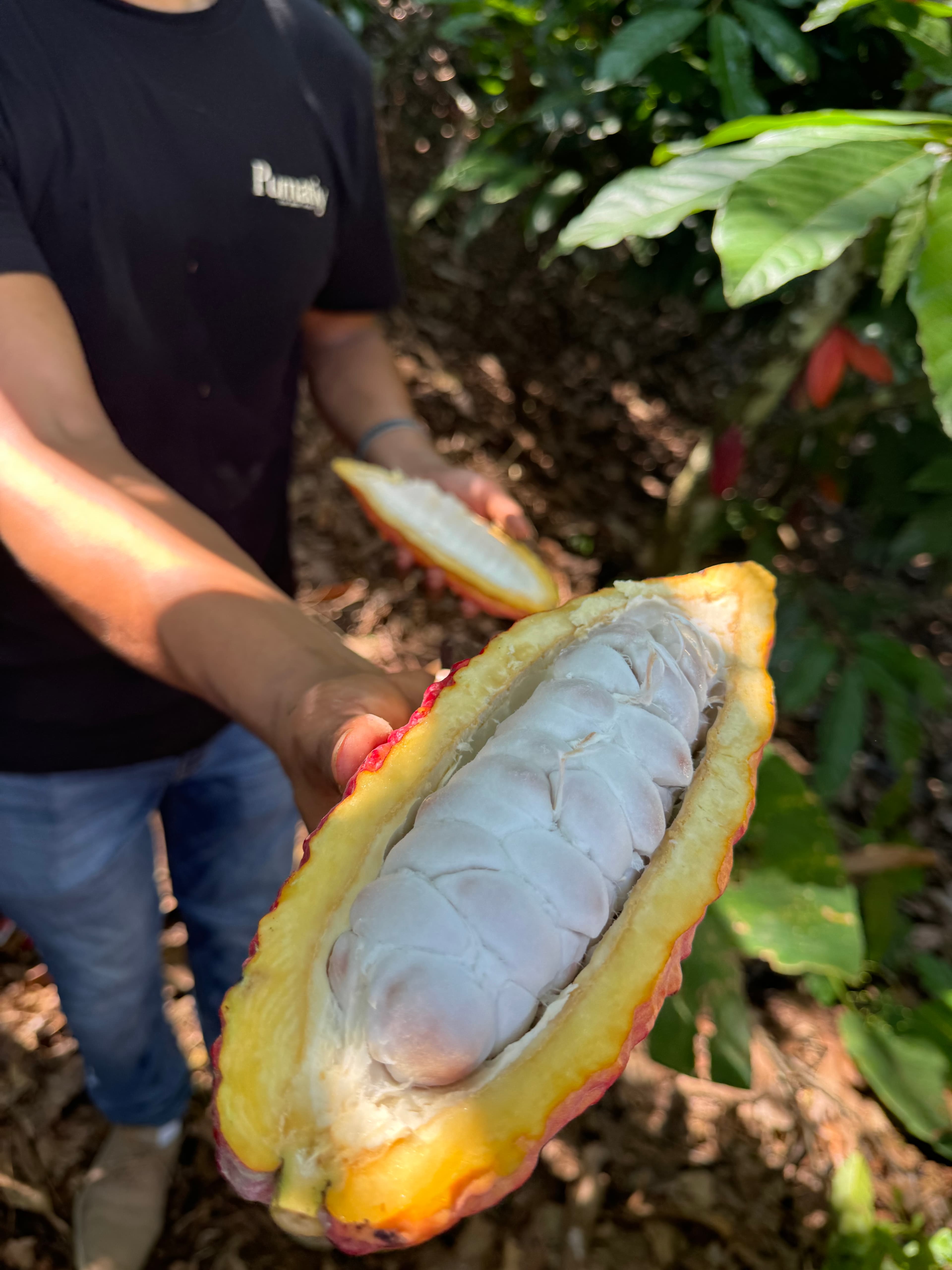 Cacao pod