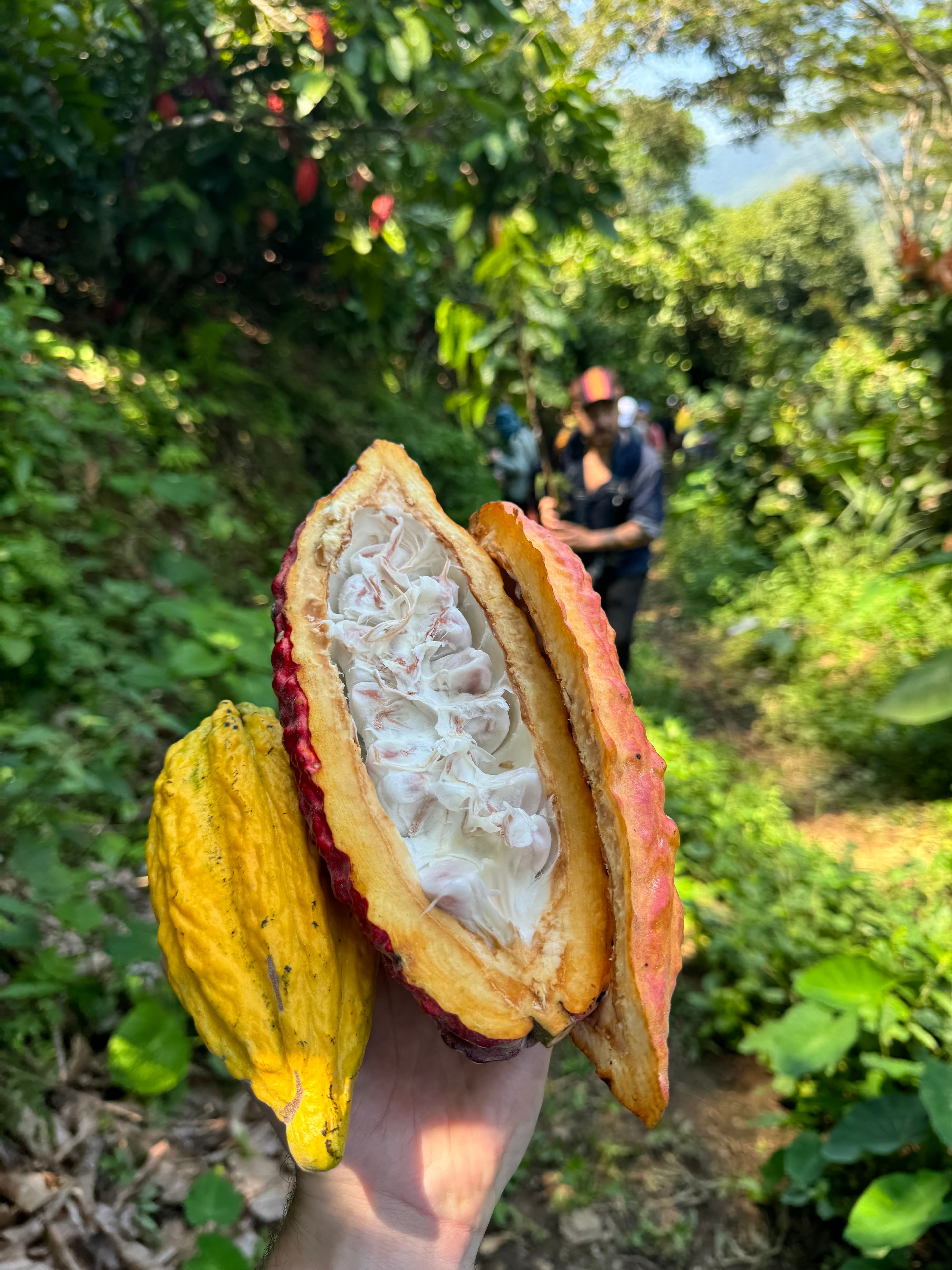 Cacao pods in the farm