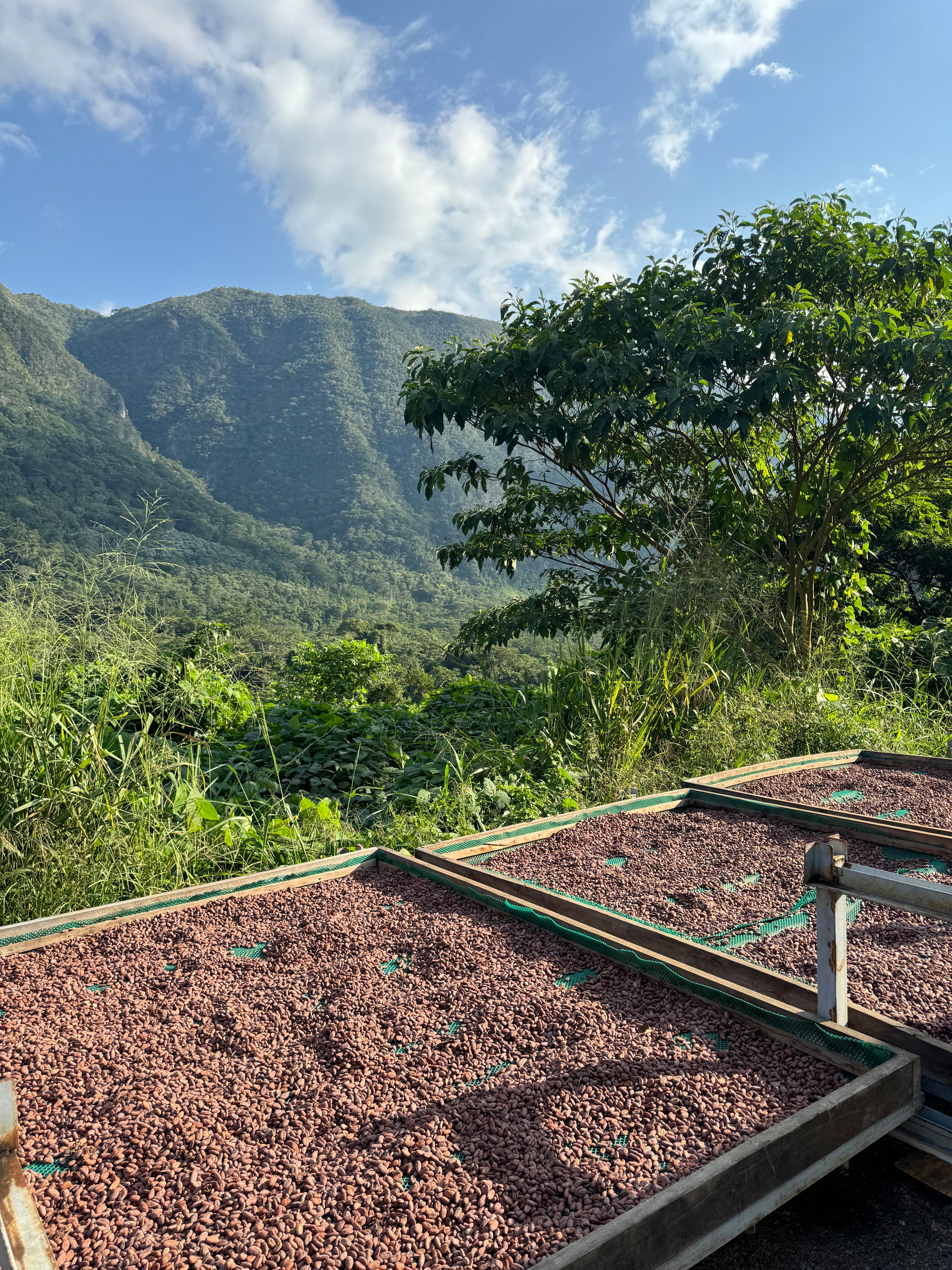 Cacao beans drying with mountain scenery