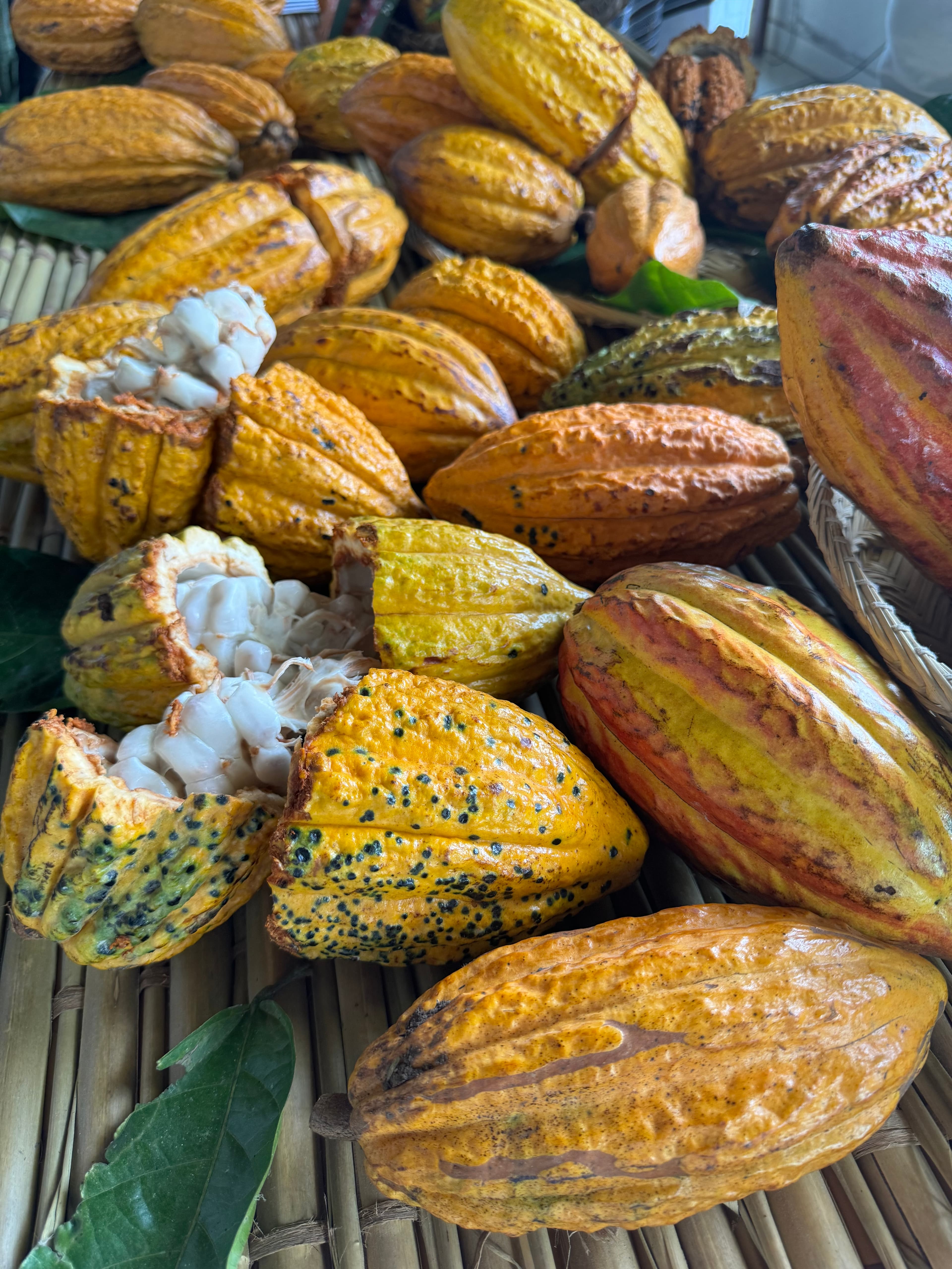 Cacao pods